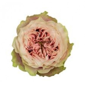ΤΡΙΑΝΤΑΦΥΛΛΑ ΡΟΖ 60εκ. ROSEN  HELEN OF TROY 60cm